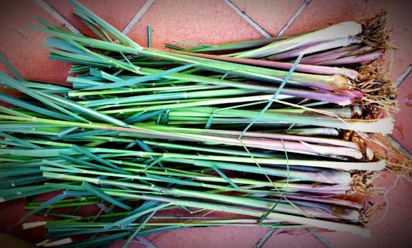 Fresh lemongrass sticks
