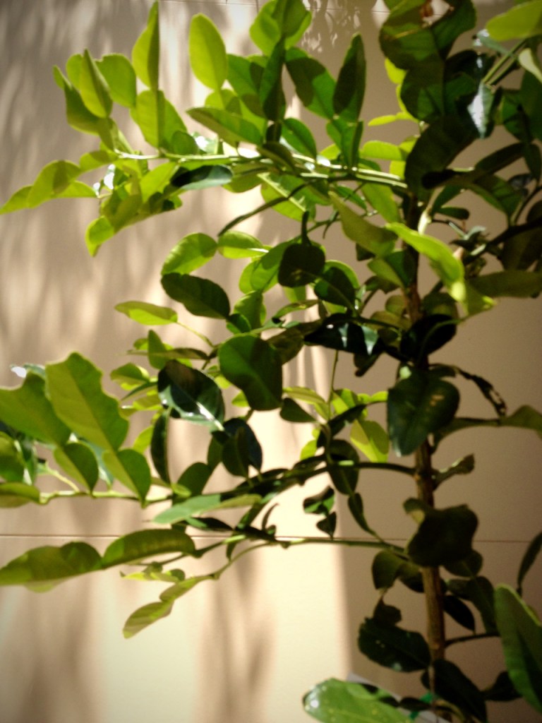 Kaffir lime leaves
