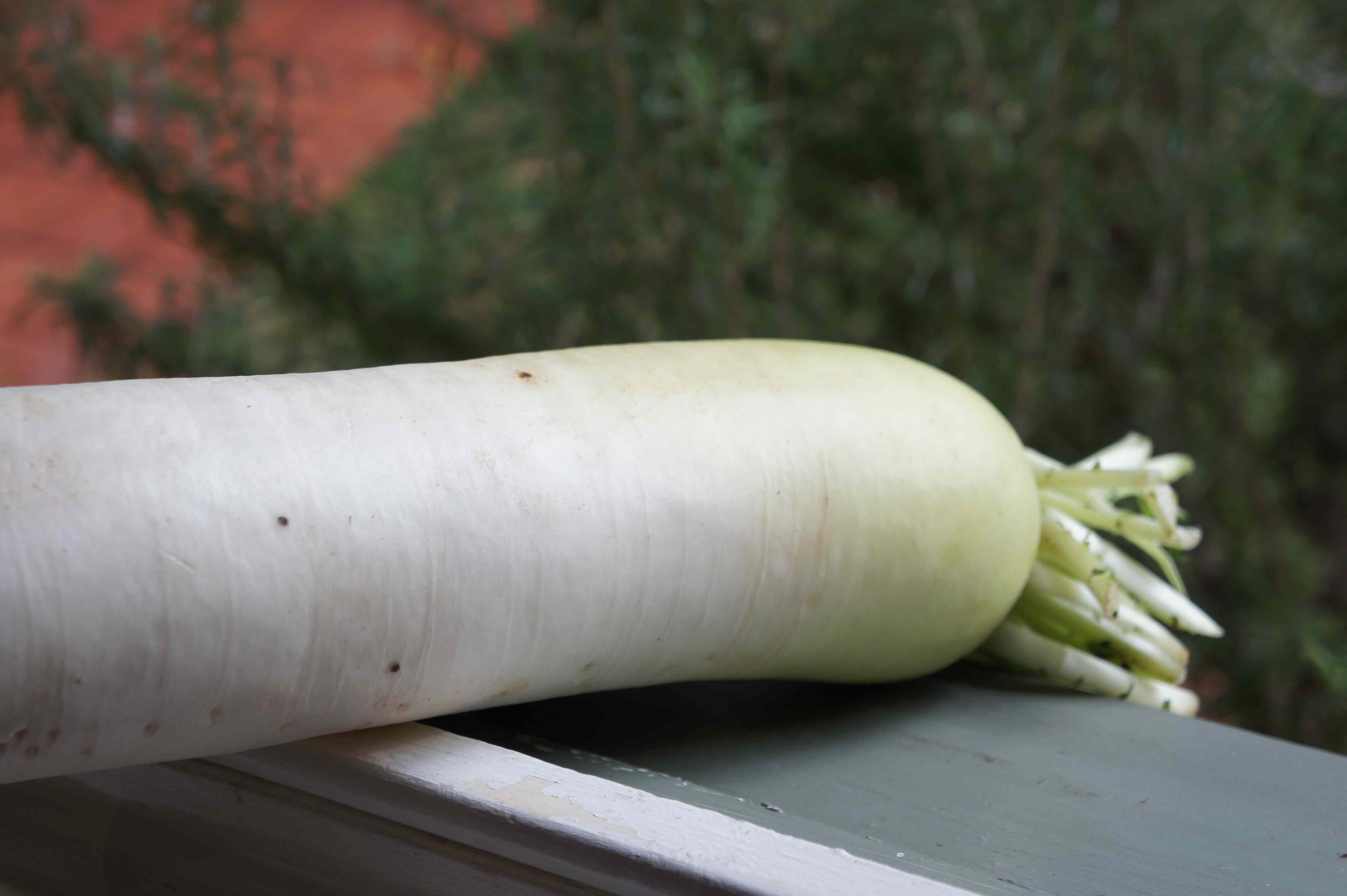 Chinese radish