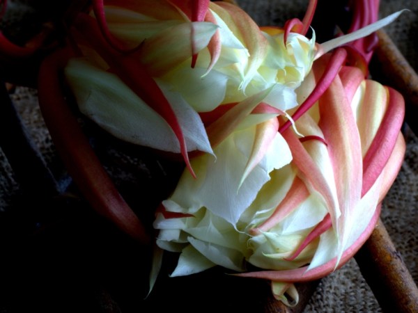 Beautiful cactus flowers
